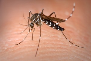 A female Asian tiger mosquito prepares to feed on a human host. Source: CDC / Wikipedia